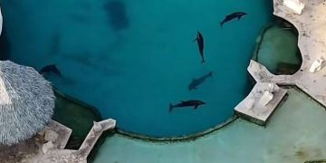 Caso delfines de Ventura Park: ¿Eutanasia o traslado?