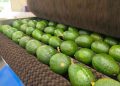 Tregua para el aguacate michoacano, autoriza EU liberación de más de mil toneladas