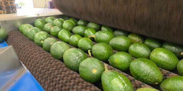 Tregua para el aguacate michoacano, autoriza EU liberación de más de mil toneladas