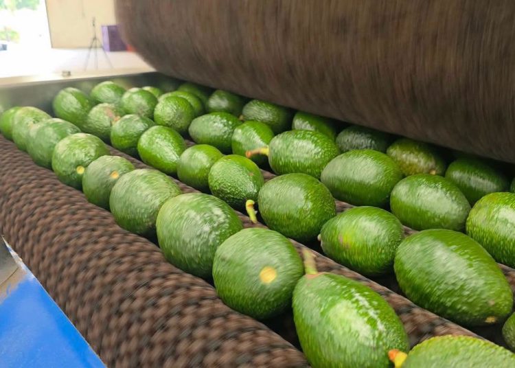 Tregua para el aguacate michoacano, autoriza EU liberación de más de mil toneladas de aguacate