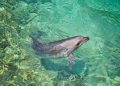 Delfines pueden “ver” materiales bajo el agua con el sonido, revela estudio científico