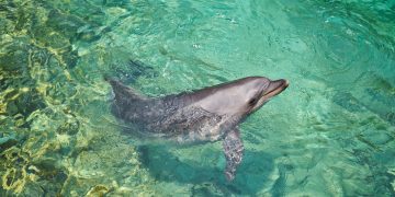 Delfines pueden “ver” materiales bajo el agua con el sonido, revela estudio científico