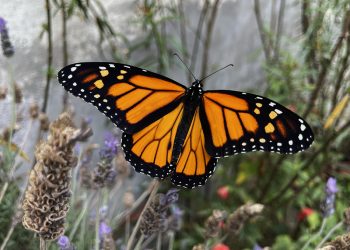 Cambio climático obliga a las mariposas a cambiar de hogar: 8 de cada 10 especies amplían su distribución