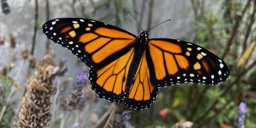 Cambio climático obliga a las mariposas a cambiar de hogar: 8 de cada 10 especies amplían su distribución