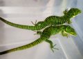 Profepa asegura 13 dragones mexicanos que intentaban ser enviados a Hong Kong