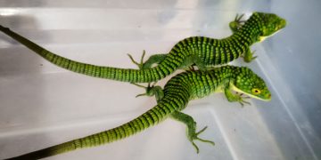 Profepa asegura 13 dragones mexicanos que intentaban ser enviados a Hong Kong