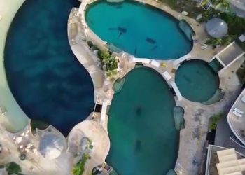 ¿Cuál es la situación de los 9 delfines de Ventura Park?