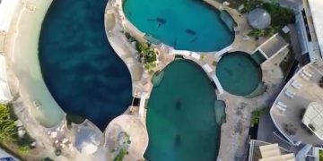 ¿Cuál es la situación de los 9 delfines de Ventura Park?